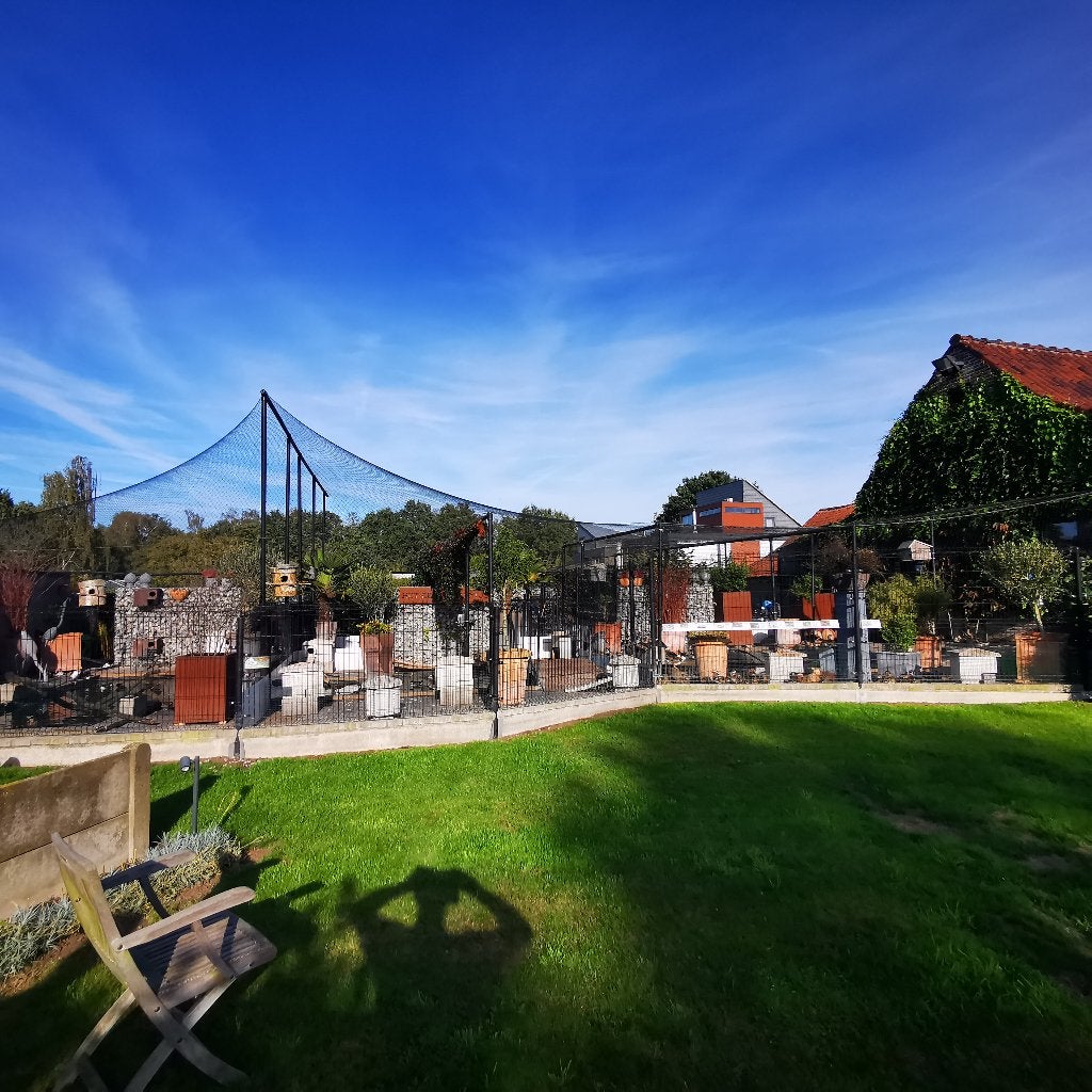 pluimvee en toebehoren, Dieren en Toebehoren, Meerdere dieren, Eend