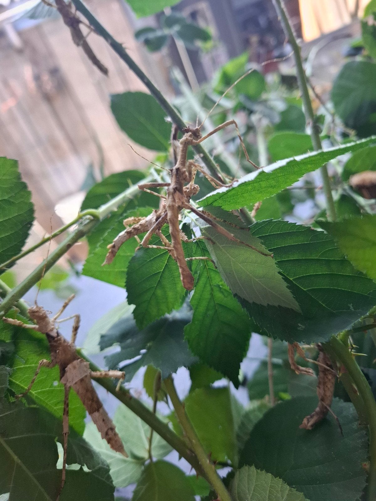 Wandelende takken Sungaya inexpectata, Dieren en Toebehoren, Insecten en Spinnen, Wandelende tak