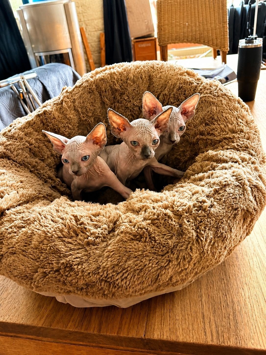Adorables chatons  Sphynx, Enlèvement