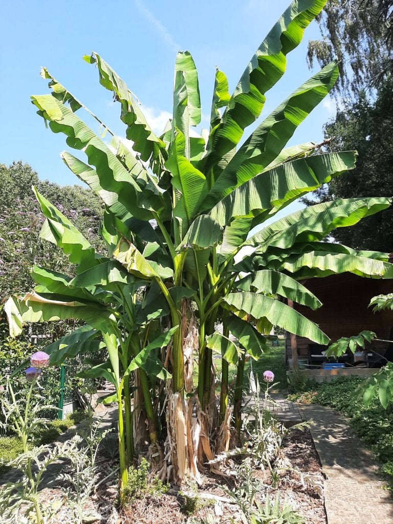 winterharde bananeplant te koop, Musa basjoo, Jardin & Terrasse, Plantes | Jardin, Autres espèces, Plein soleil, Été, Enlèvement