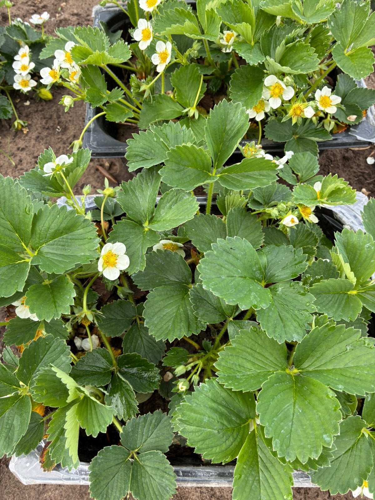 Aardbeiplantjes, Tuin en Terras, Ophalen