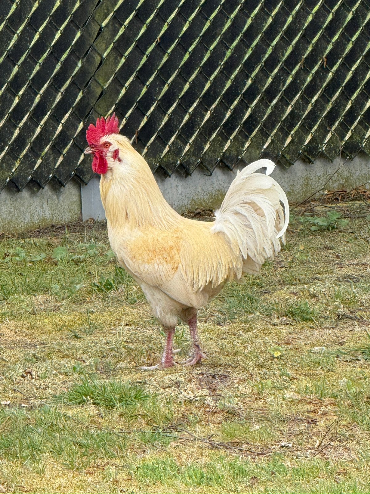 Haan
