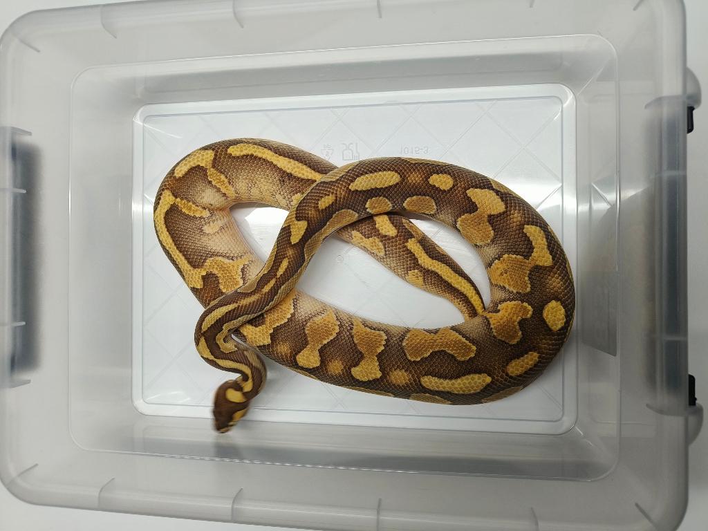 Verschillende koningspythons, Animaux & Accessoires, Reptiles & Amphibiens, Serpent, Domestique, 0 à 2 ans