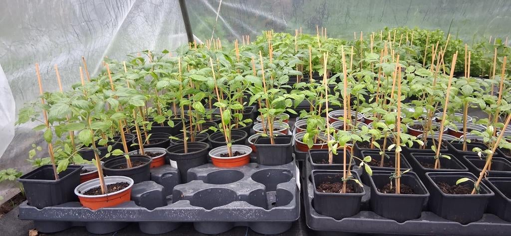Tomateplanten en andere groenten, Jardin & Terrasse, Plantes | Jardin, Annuelle, Printemps, Plein soleil, Enlèvement