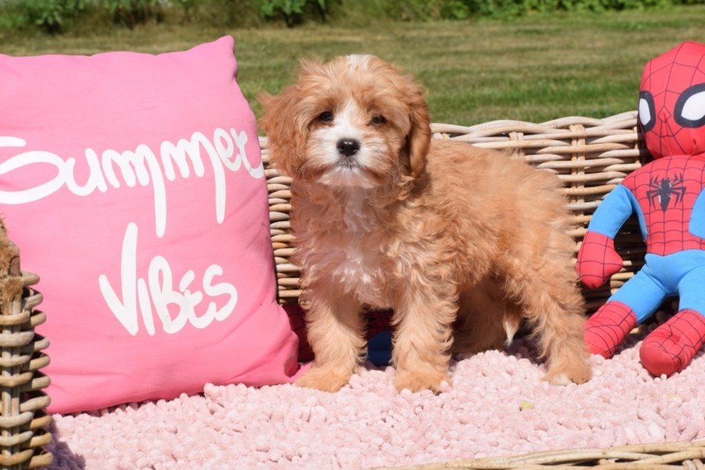 Cavapoo pup, Dieren en Toebehoren, België, 15 weken tot 1 jaar, Meerdere, Meerdere dieren