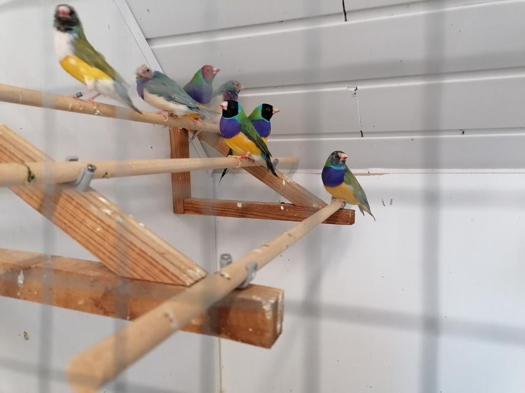 11 diamant de goulds, Mâle