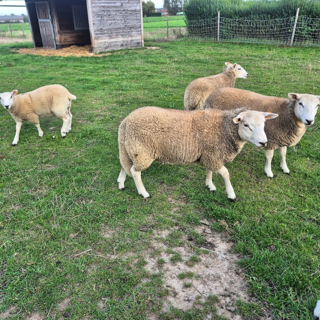 Moutons Lleyn, Plusieurs animaux, Mouton