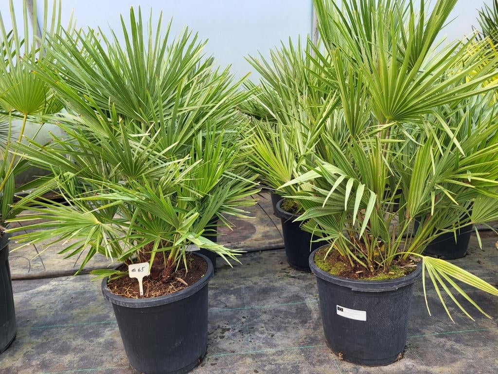 Chamaerops humilis, hoogte 40/ 50, Tuin en Terras, Ophalen