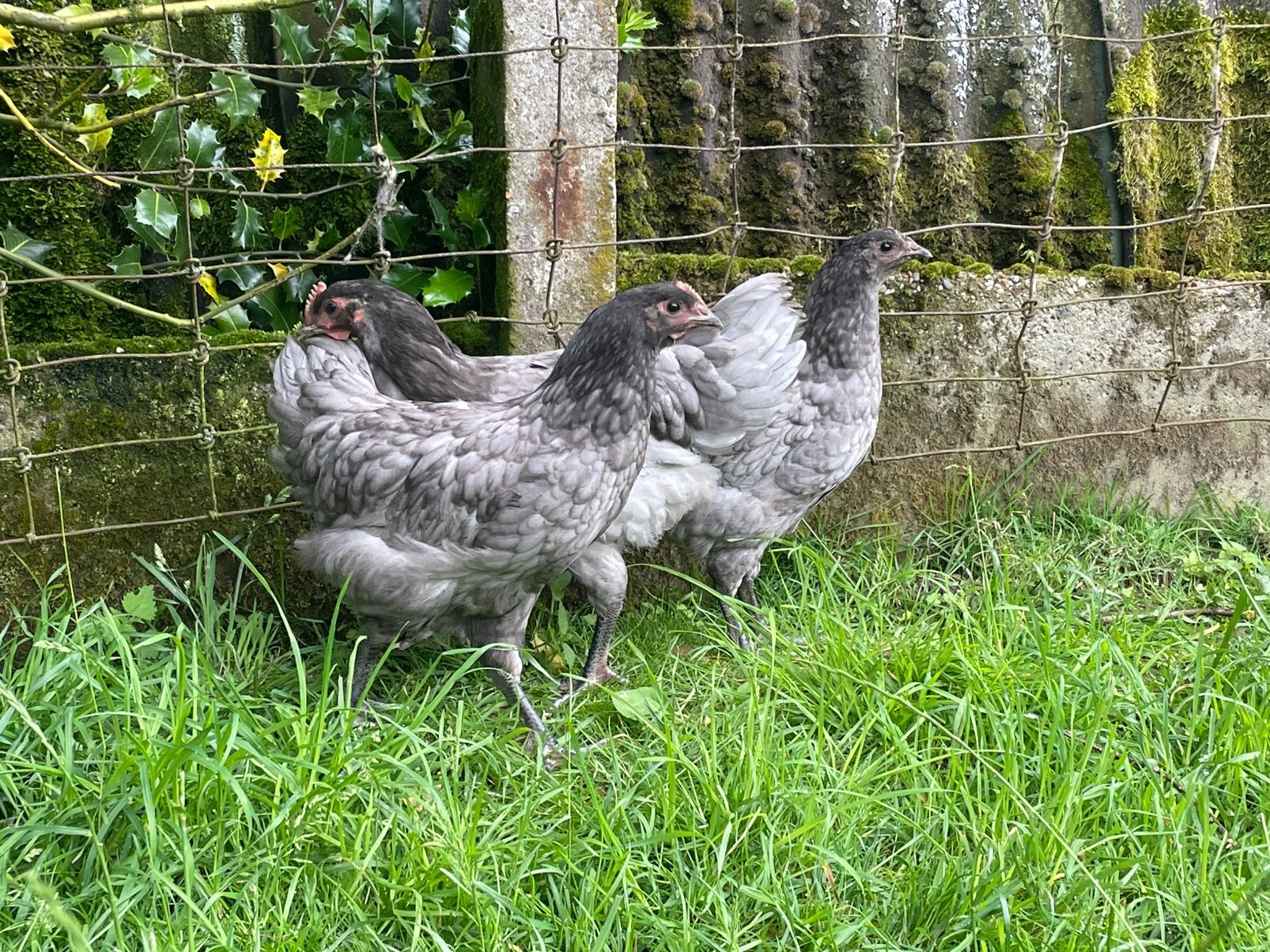 Jonge blauwe australorp kippen