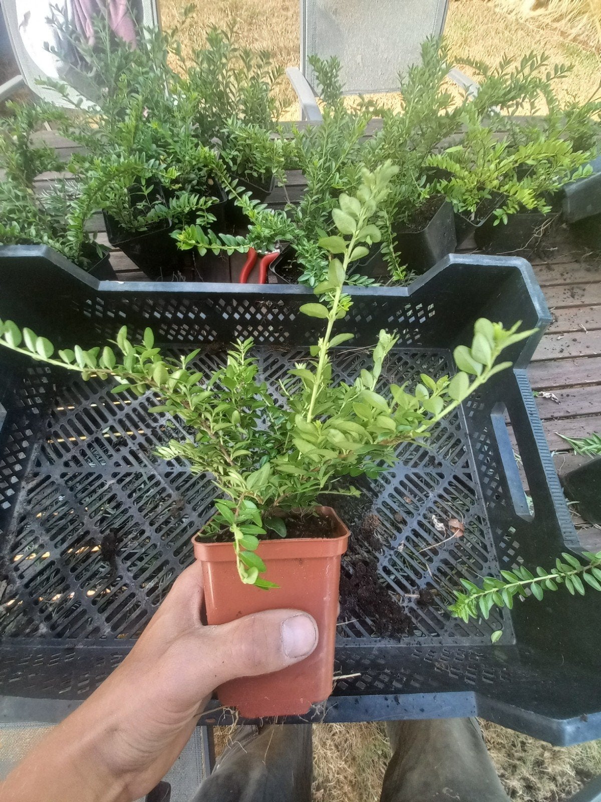 laatste stuks! Lonicera nitida, Tuin en Terras, Ophalen