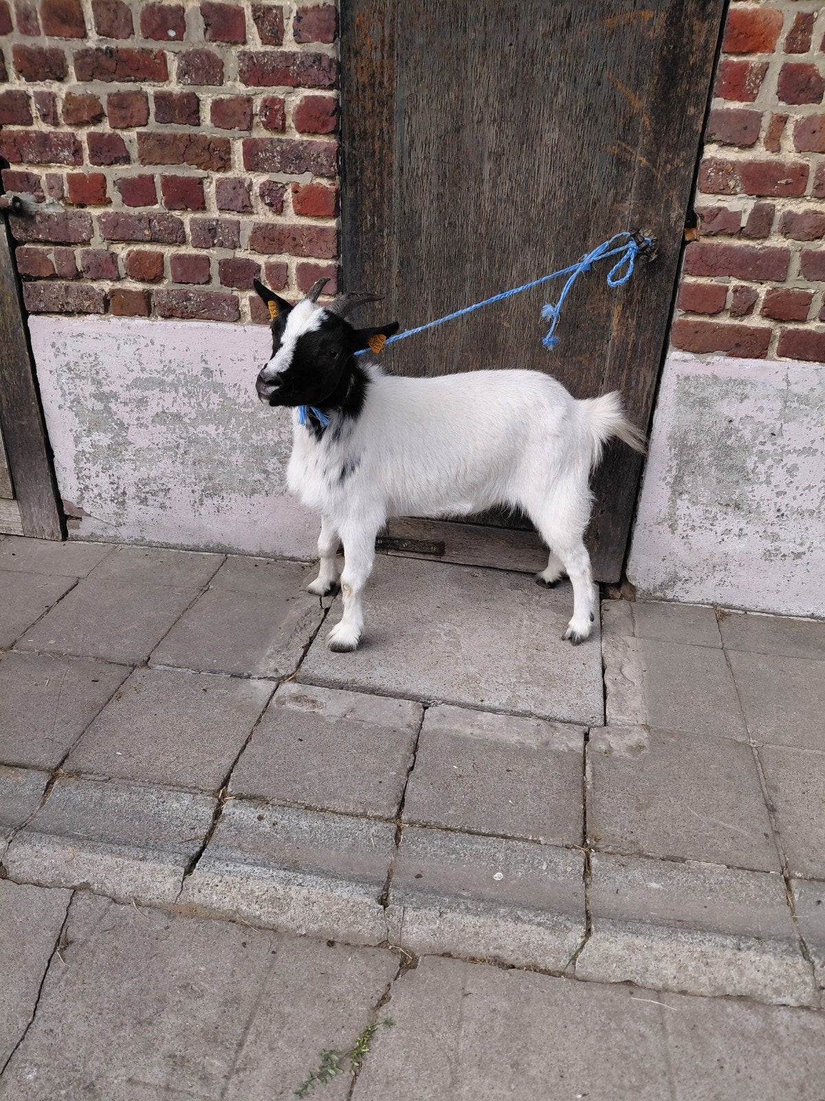 Dwerggeit
