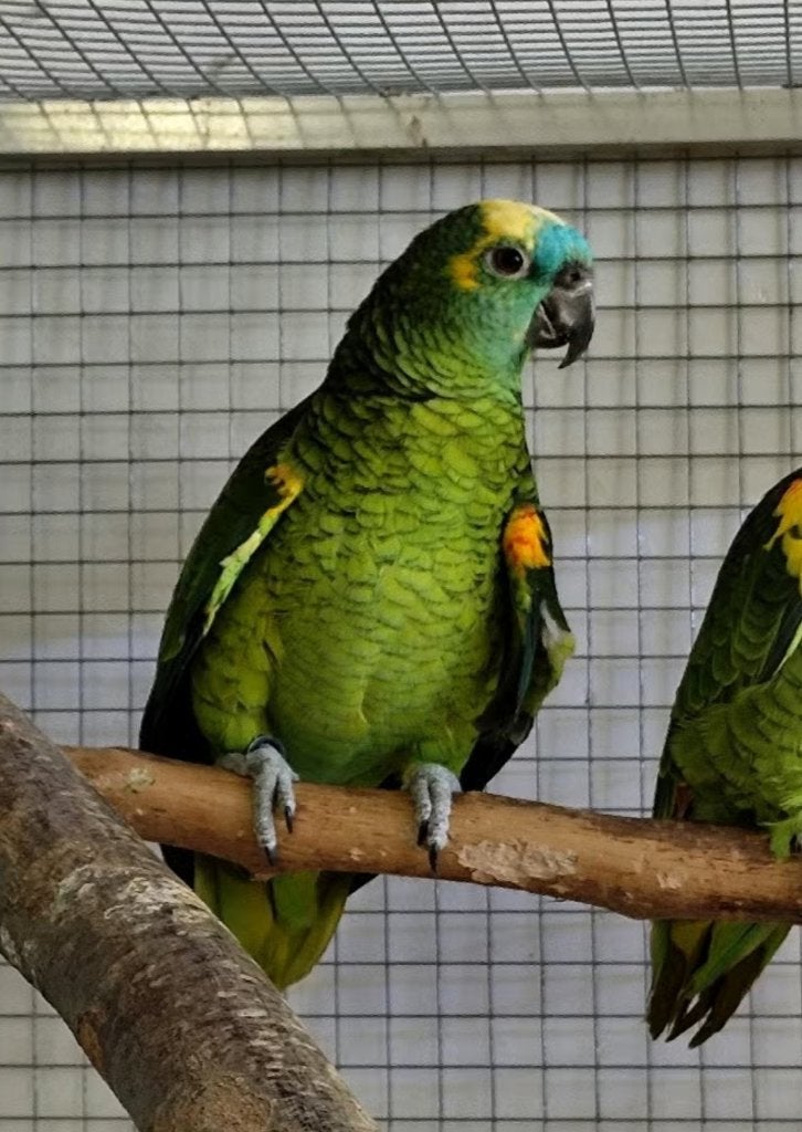 Couple amazone front bleu, Animaux & Accessoires, Oiseaux | Perruches & Perroquets