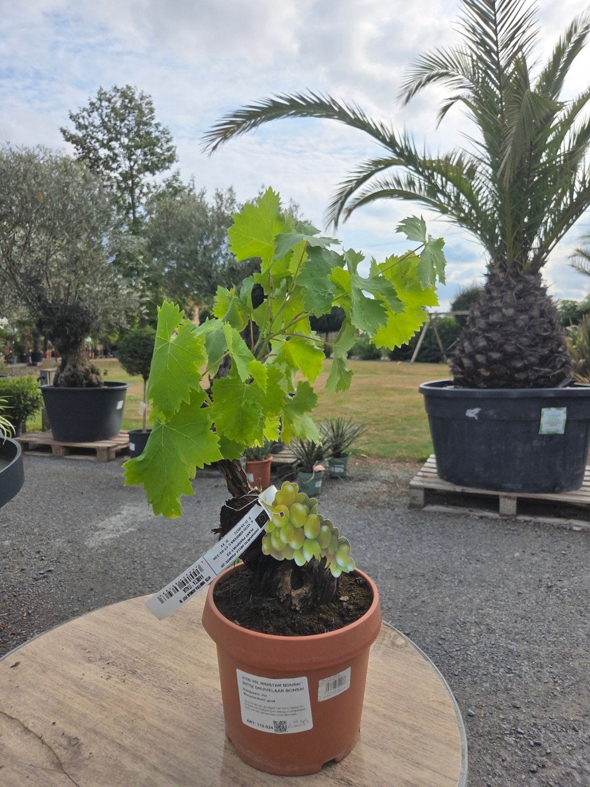 Druivelaar Bonsai - Vitis Vinifera, Ophalen