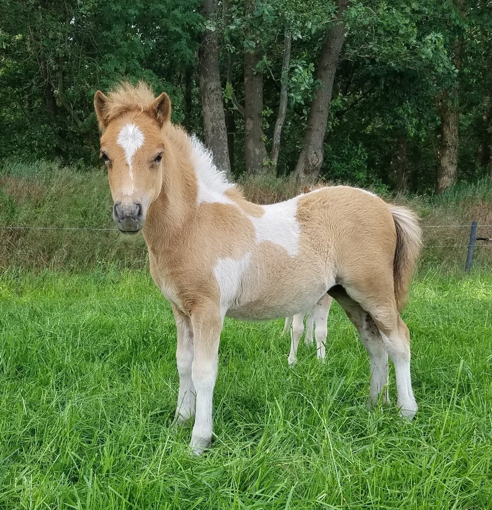 Mooi vos  en vosbont Shetland hengst veulens, Poney de récréation, Poney A (jusqu'à 1.17 m), Étalon, 0 à 2 ans