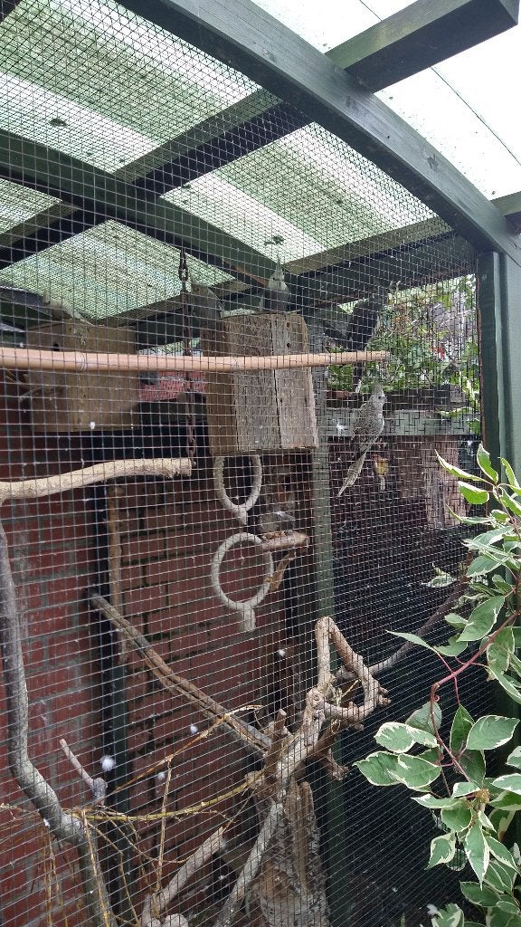 valkparkieten, Plusieurs animaux, Perruche