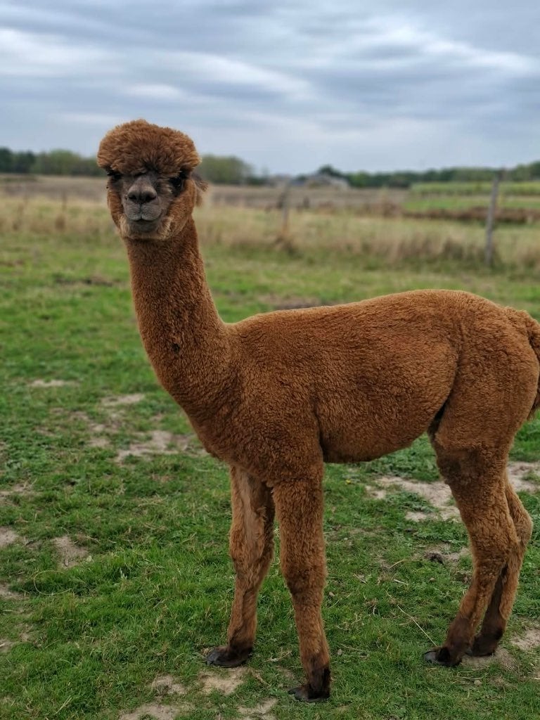 Alpaca hengstje te koop, Dieren en Toebehoren, Oktober, Mannelijk