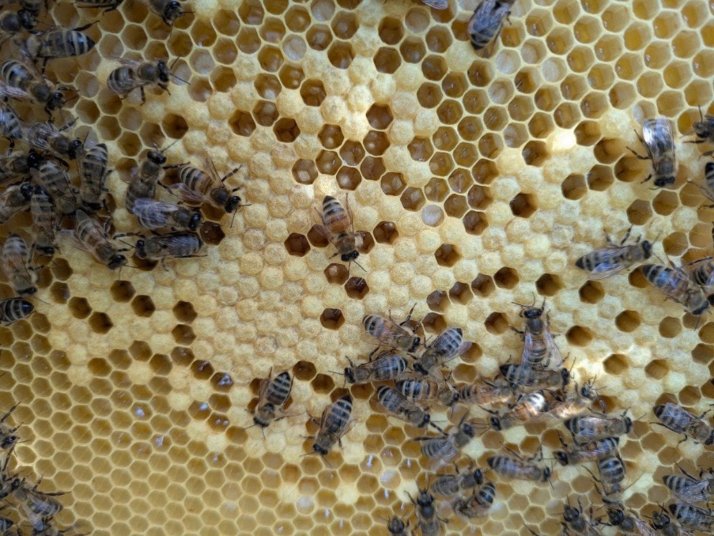 Bijenvolk Buckfast op Dadant-Blatt, Animaux & Accessoires, Insectes & Araignées, Abeilles