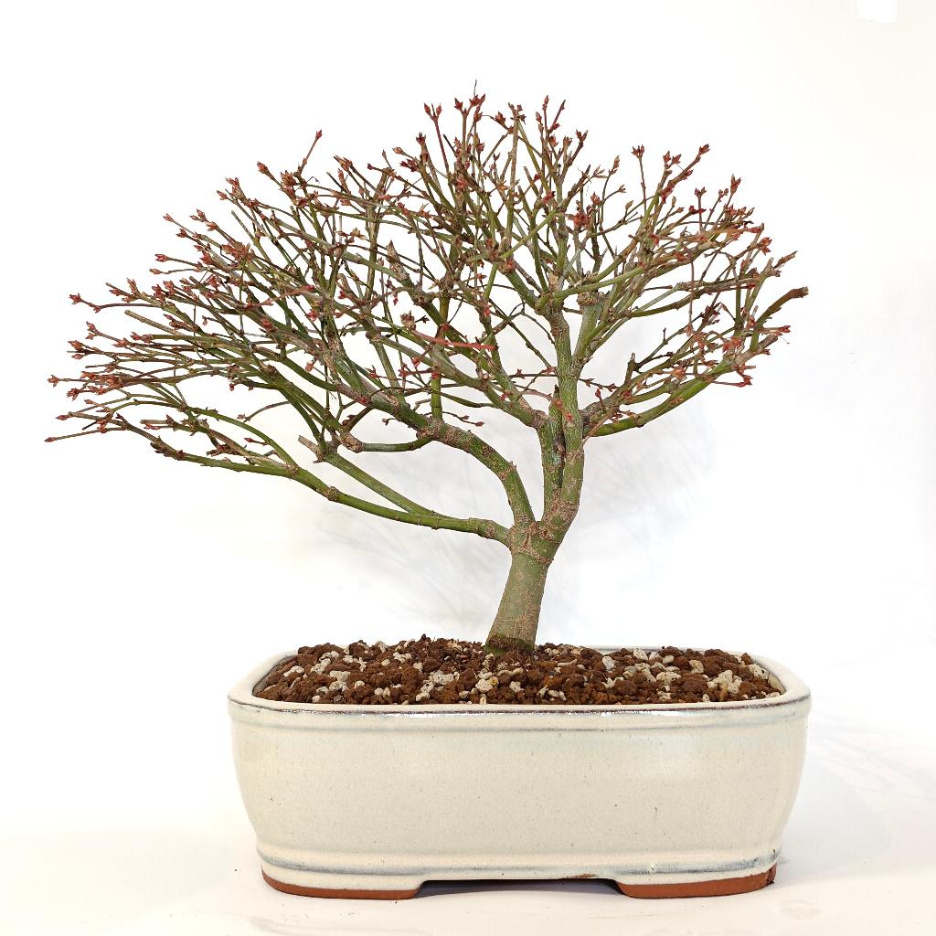 Japanse esdoorn 'kiyohime' bonsai, Tuin en Terras, Planten | Bomen, In pot, Bloeit niet, Halfschaduw, Minder dan 100 cm