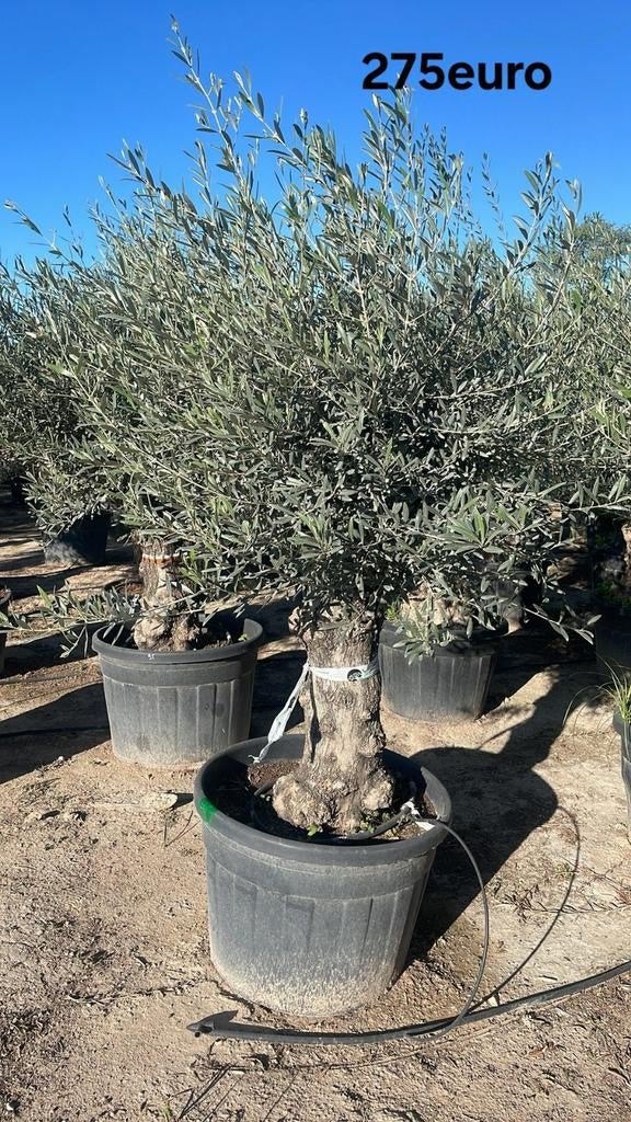 ‼️Olijfbomen olea europaea half april in België ‼️, Jardin & Terrasse, Plantes | Arbres, Enlèvement