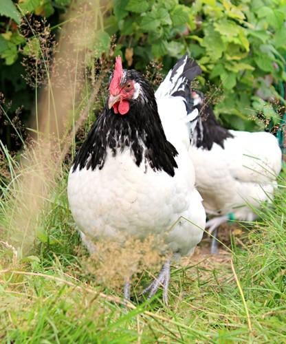 Lakenvelder kippen jonge hennen beschikbaar, Vrouwelijk, Kip