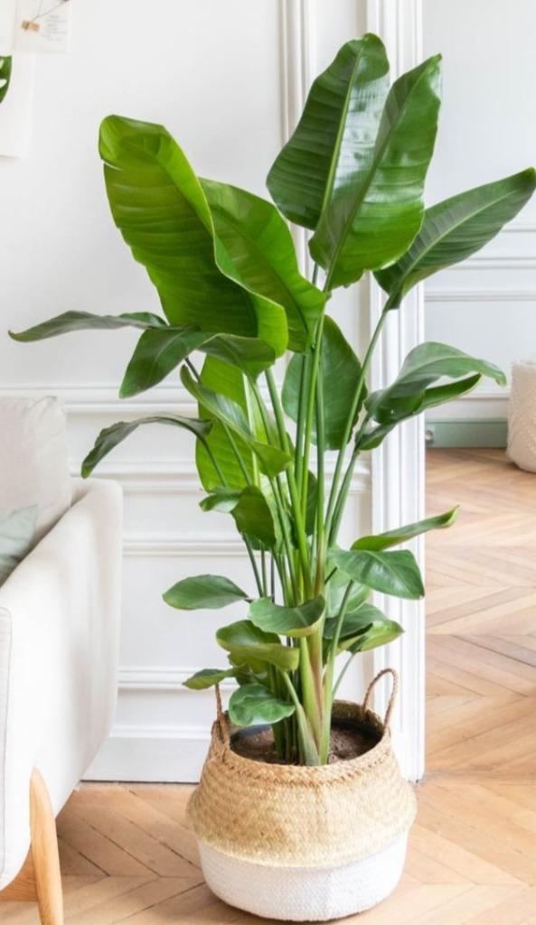 Strelitzia nicolai, Enlèvement