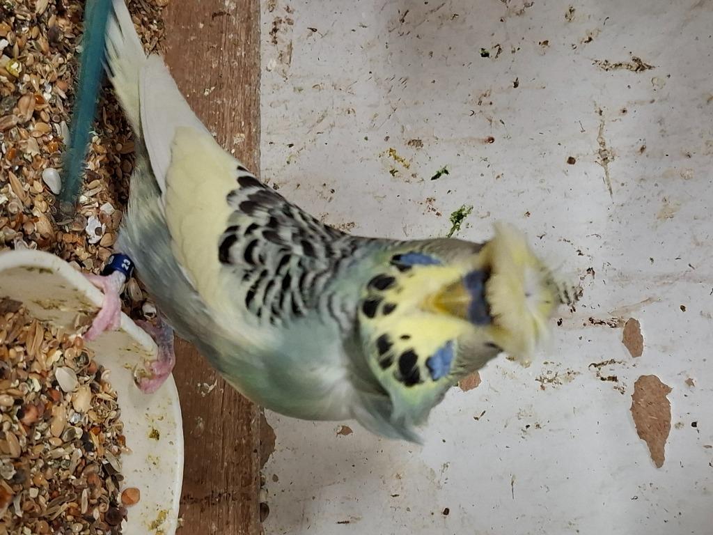 4 gekuifde engelse grasparkieten, Dieren en Toebehoren