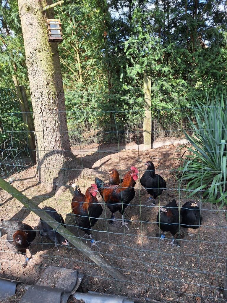 Broedeieren marans zwart koperhals, Dieren en Toebehoren