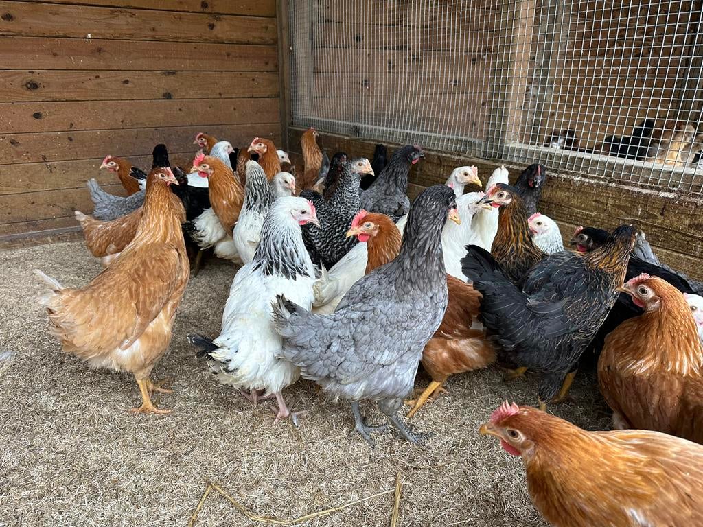 Legkippen verschillende kleuren, Animaux & Accessoires, Volatiles, Poule ou poulet, Femelle