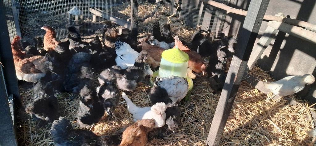 Jeunes poules et coq soie, Juillet, Plusieurs animaux