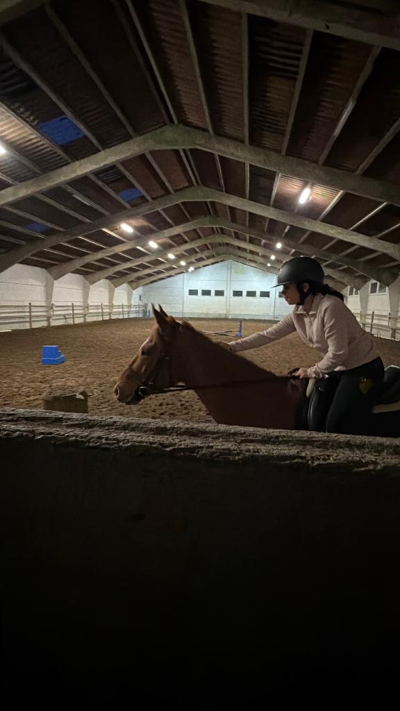 Halfpension voor merrie Bloom 5 jaar, Dieren en Toebehoren, Paarden, Merrie, 160 tot 165 cm, 3 tot 6 jaar