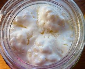 Verse melkkefir korrels, Ophalen