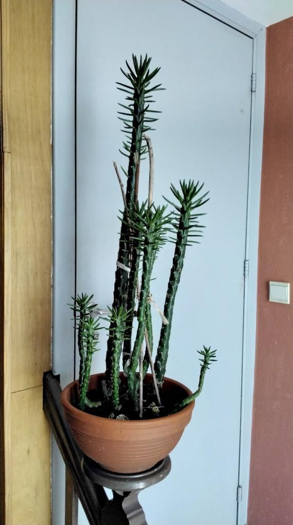 Cactus "Cierge" 8 pointes (la plus haute 85cm avec le pot), Enlèvement, Cactus, En pot, Moins de 100 cm