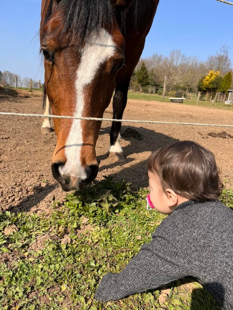 Paarden mest zonder stro ideaal voor tuin, Dieren en Toebehoren, Ophalen, Nieuw