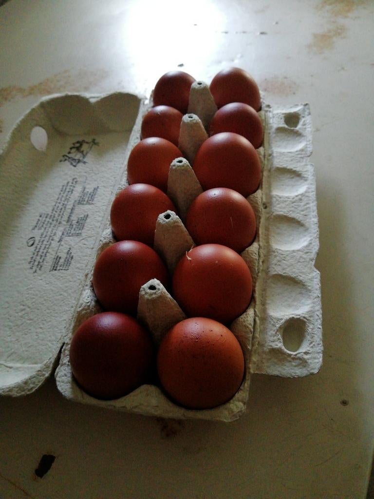 Broedeieren van marans te koop, Enlèvement, Comme neuf