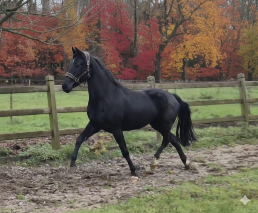 Merrie dressuur gefokt, Merrie, Met stamboom, Dressuurpaard, 3 tot 6 jaar