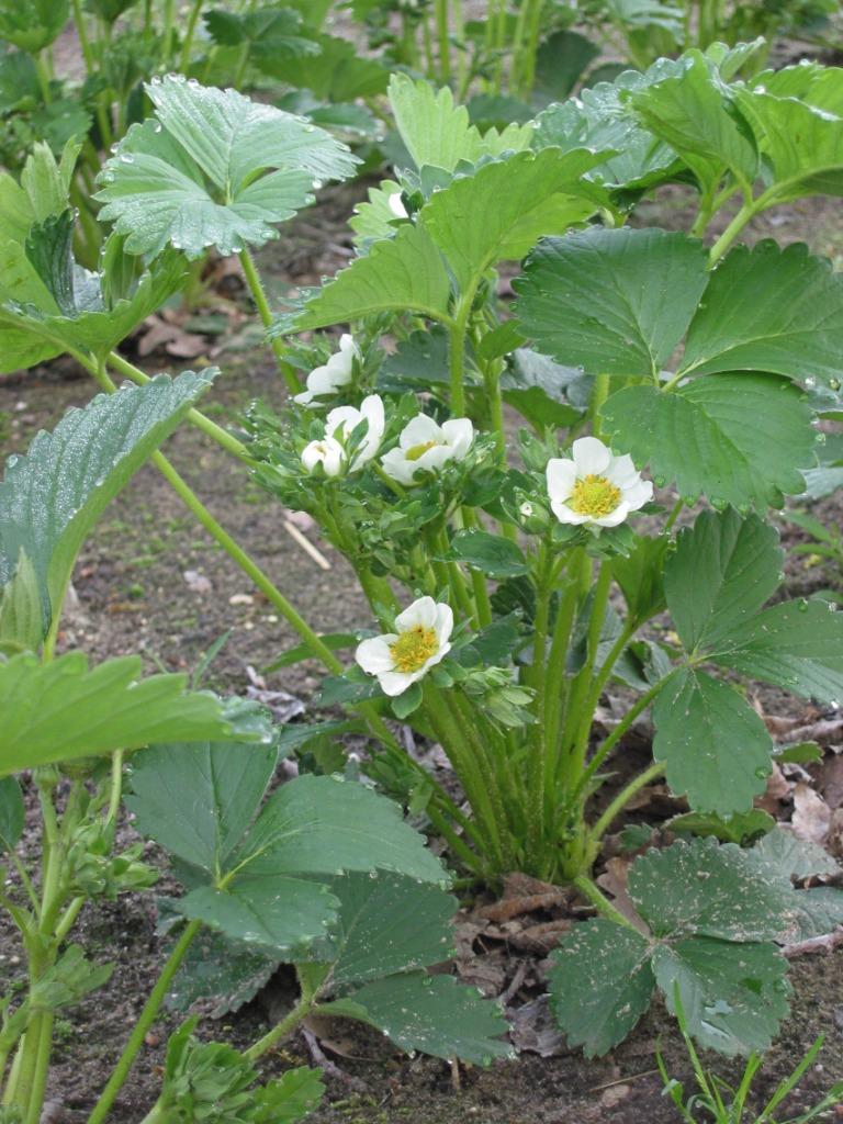 Aardbeienplant, Tuin en Terras, Planten | Tuinplanten, Ophalen, Vaste plant, Fruitplanten