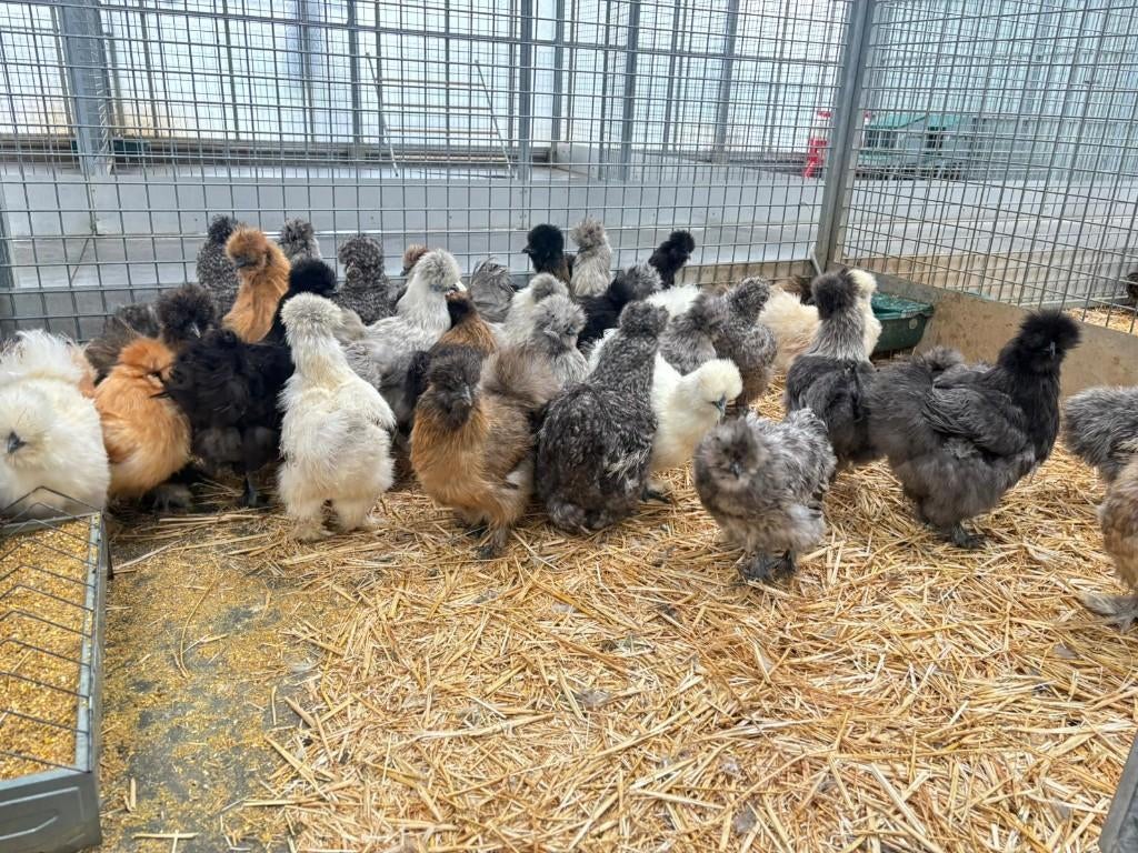 zijdehoen zijdehoentjes zijdehoenen kippen in vele kleuren, Plusieurs animaux, Poule ou poulet