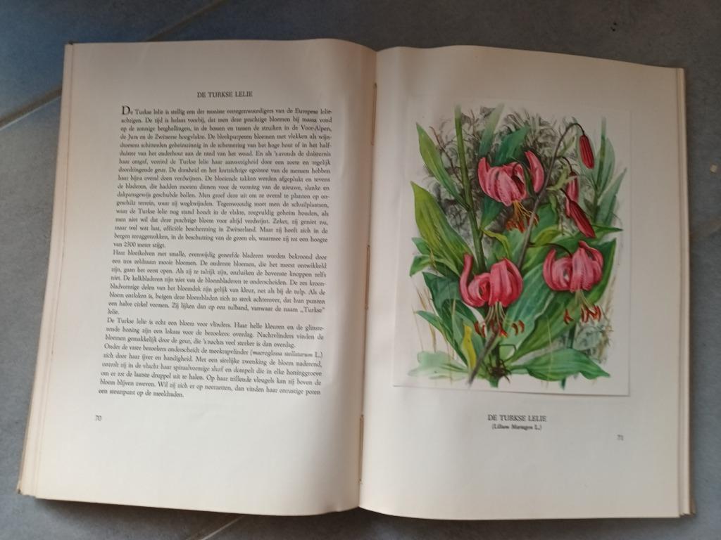 Artis Bloemen uit de bergen, Boeken, Prentenboeken en Plaatjesalbums, Ophalen of Verzenden, Gelezen, Artis Historia, Prentenboek