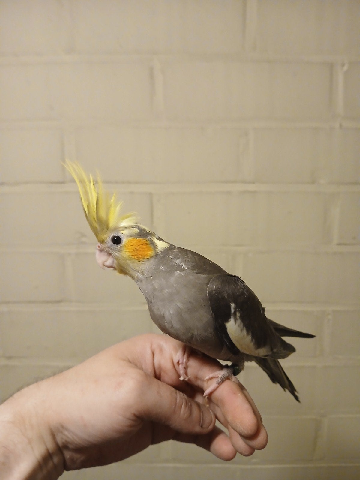 calopsitte apprivoisée 2026, Animaux & Accessoires, Oiseaux | Perruches & Perroquets, Sexe inconnu, Perruche, Domestique