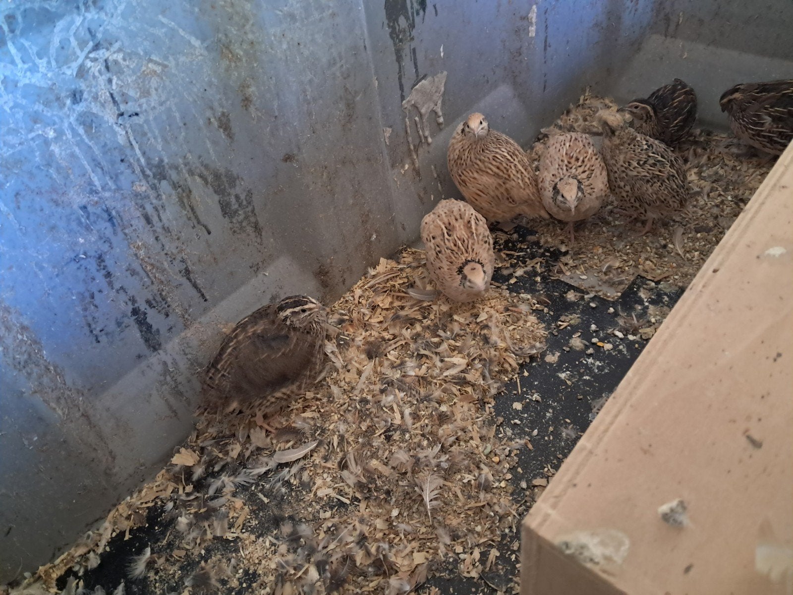 Kwartels, Vrouwelijk, Overige soorten