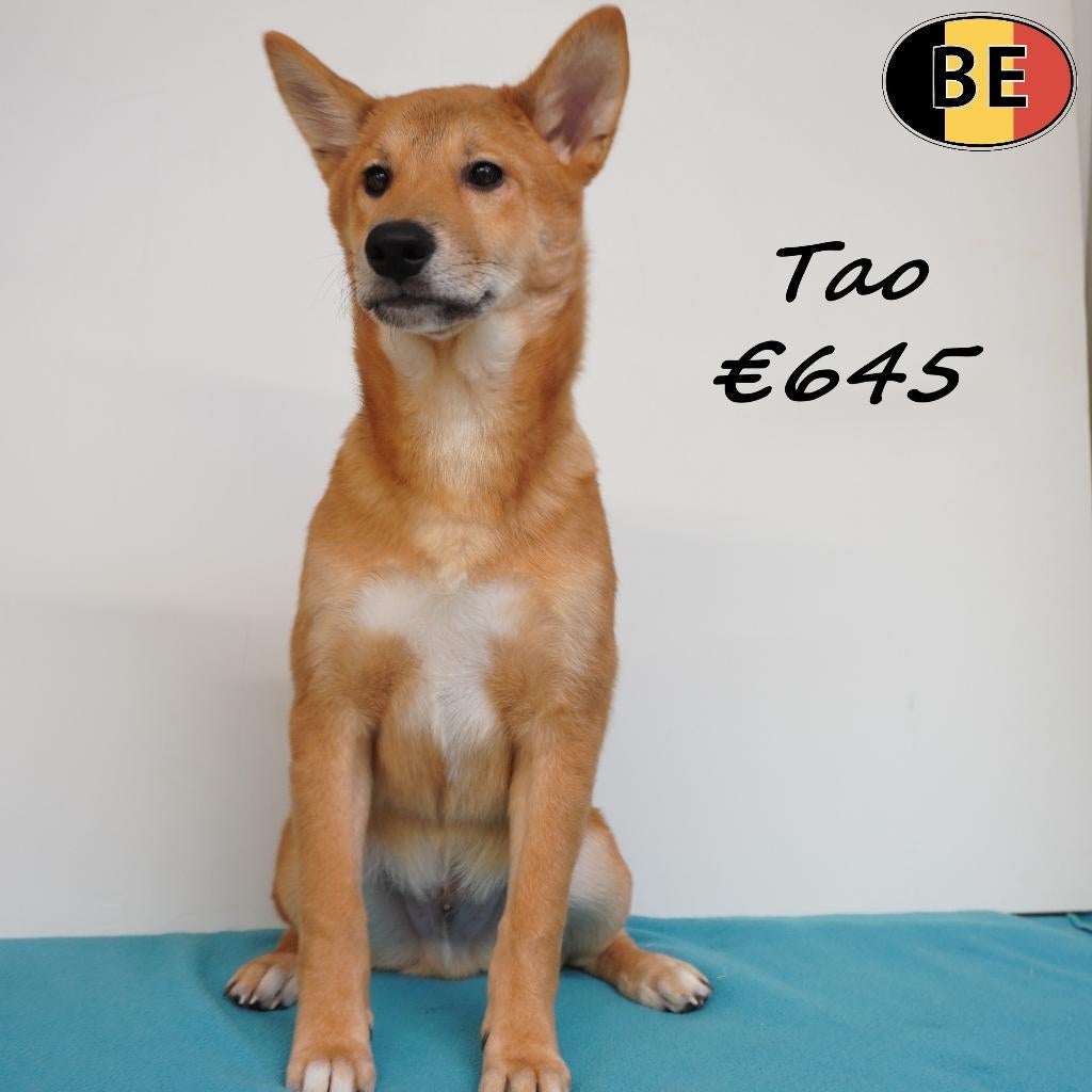 Shiba Inu reuen (Togo, Tico & Tao) te koop (Belgisch), Parvo, België, 15 weken tot 1 jaar, Meerdere