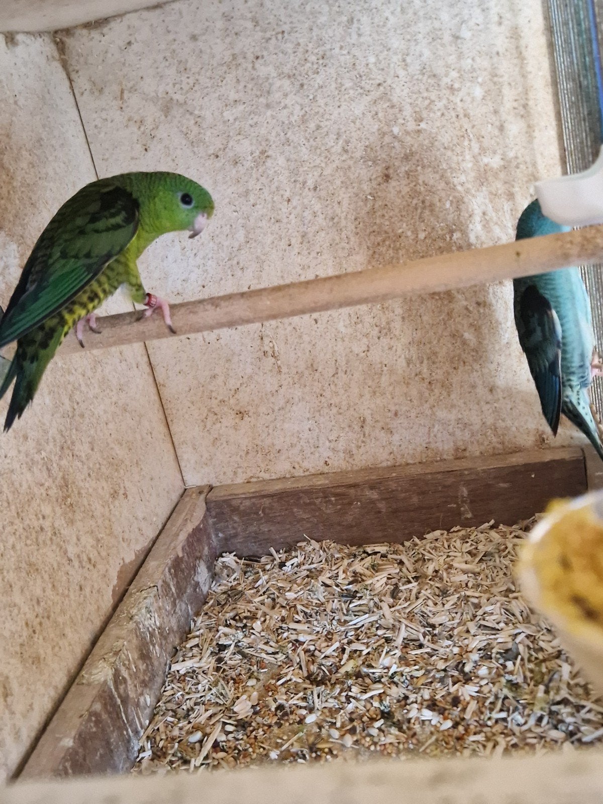 Catharina koppel, Dieren en Toebehoren