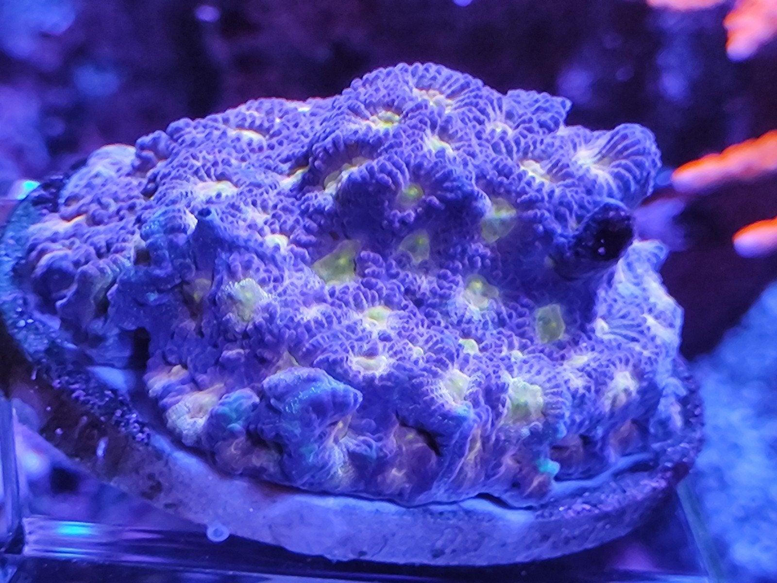 Favia pot of gold, Ophalen