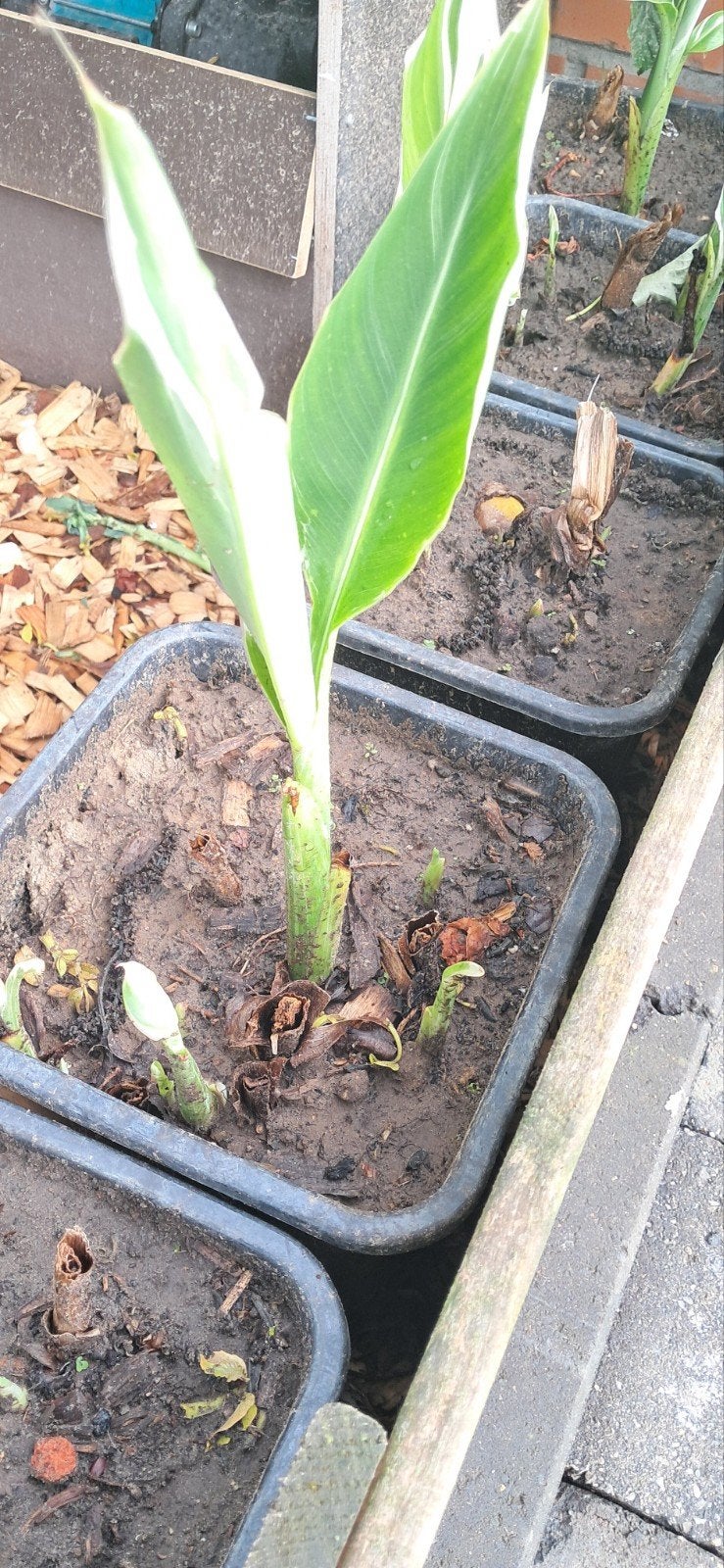 Canna Stuttgart (zeldzame soort), Ophalen