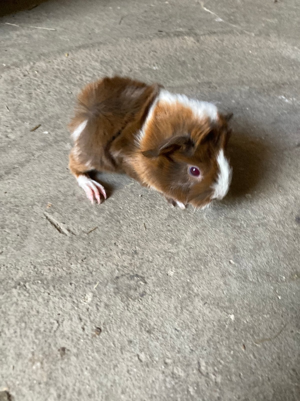 Peruviaan cavia zeugje te reserveren., Augustus, Cavia