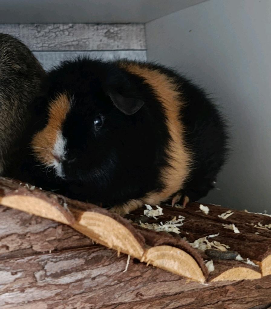 cavia beertje, Dieren en Toebehoren, Knaagdieren, December, Mannelijk, Cavia