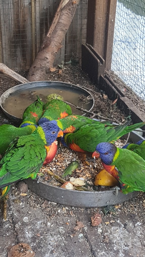 Lori van blauwe bergen 9 in totaal samen te koop, Dieren en Toebehoren, Meerdere dieren, Papegaai