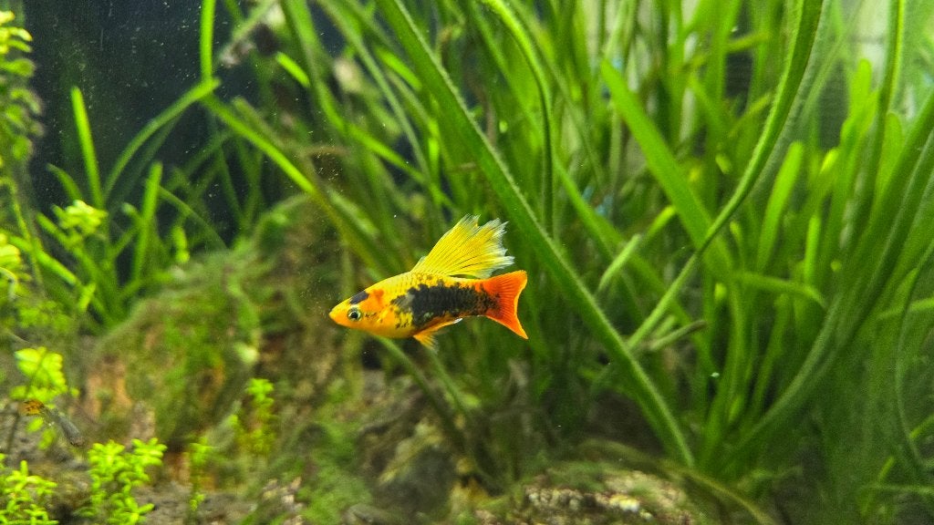 Jonge Hawai platy's te koop. Jongen zijn +/- 4 maand oud., Dieren en Toebehoren, Vis, Zoetwatervis