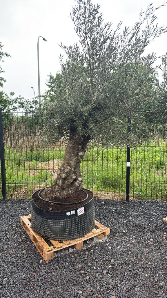 Olijfboom Bonsai, Tuin en Terras, Planten | Bomen, Lente, Olijfboom, 250 tot 400 cm, Ophalen
