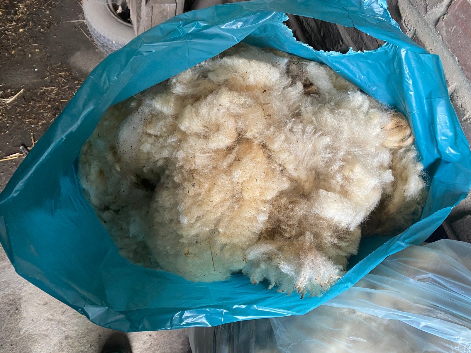 Laine de mouton, Plusieurs animaux, Mouton, 0 à 2 ans